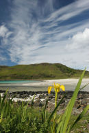 07-1759 Yellow Iris and Calgary Bay, Mull.